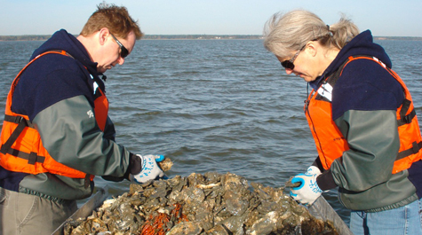 Sorting Oysters